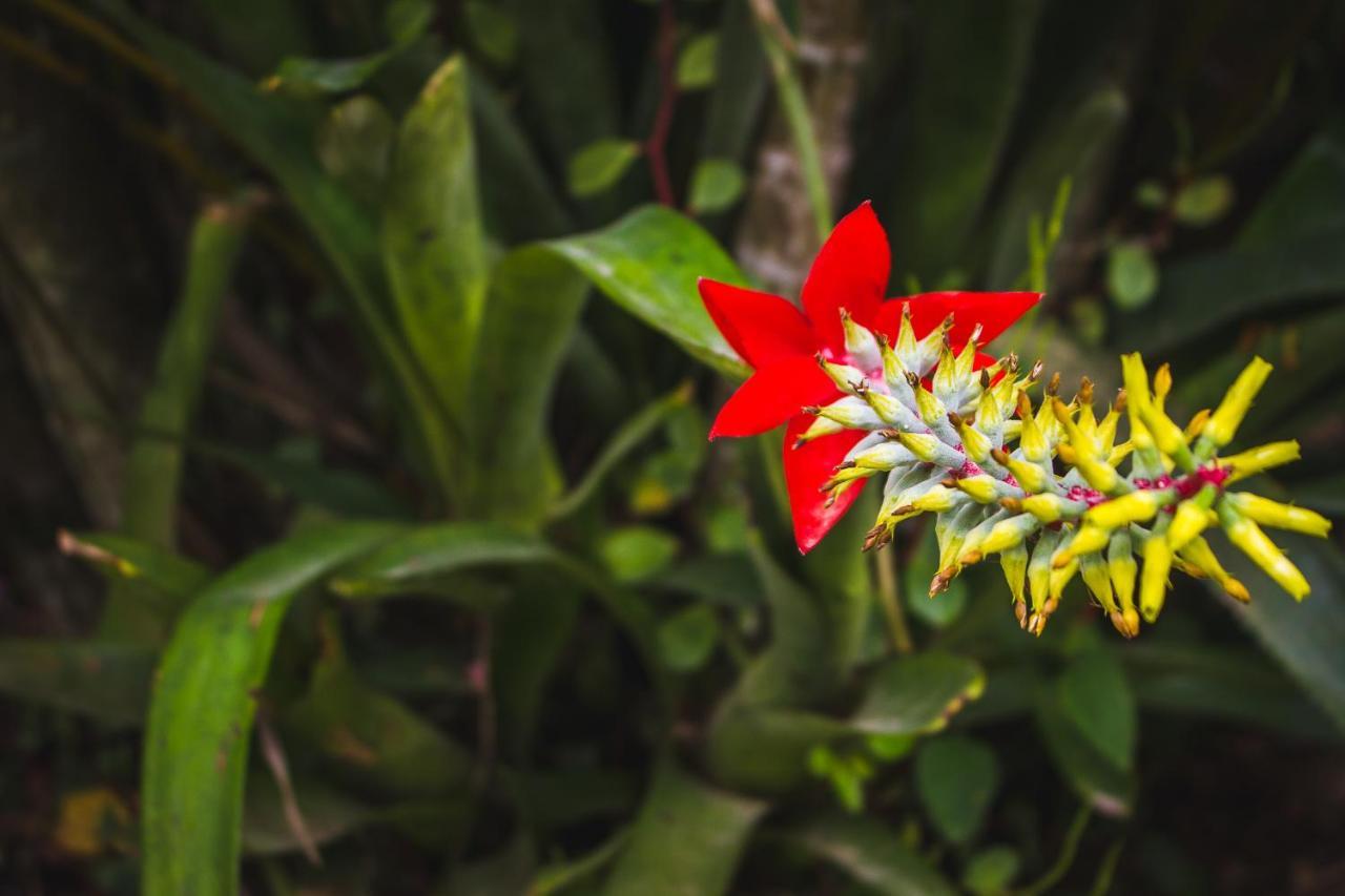 Pousada Alem Do Jardim Praia do Rosa Ngoại thất bức ảnh