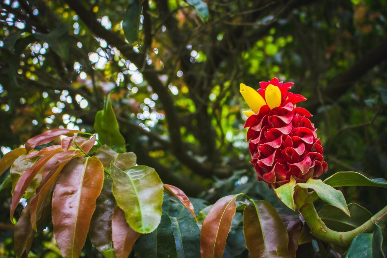 Pousada Alem Do Jardim Praia do Rosa Ngoại thất bức ảnh